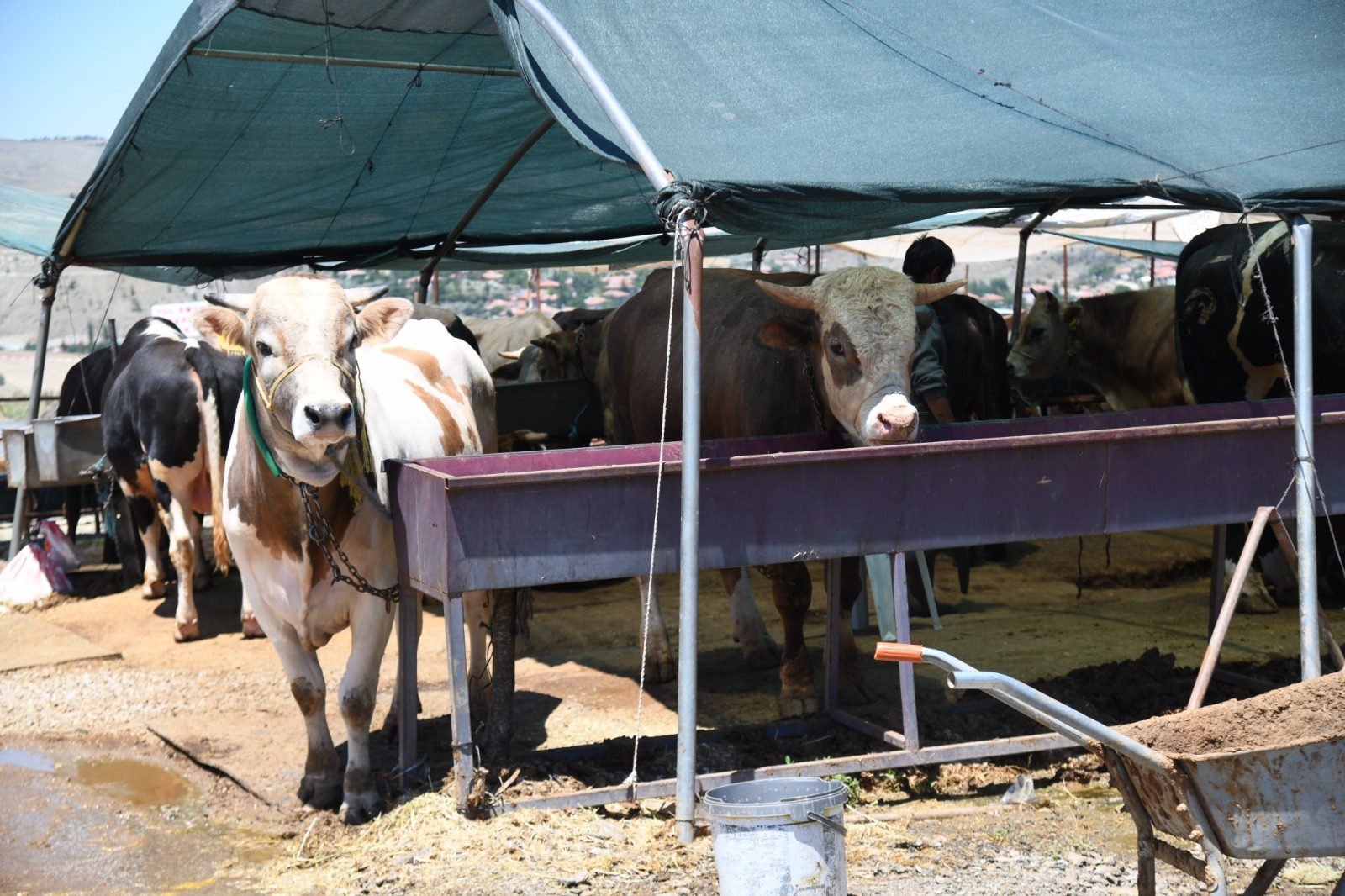 Kurban Pazarında Satışlar Devam Ediyor