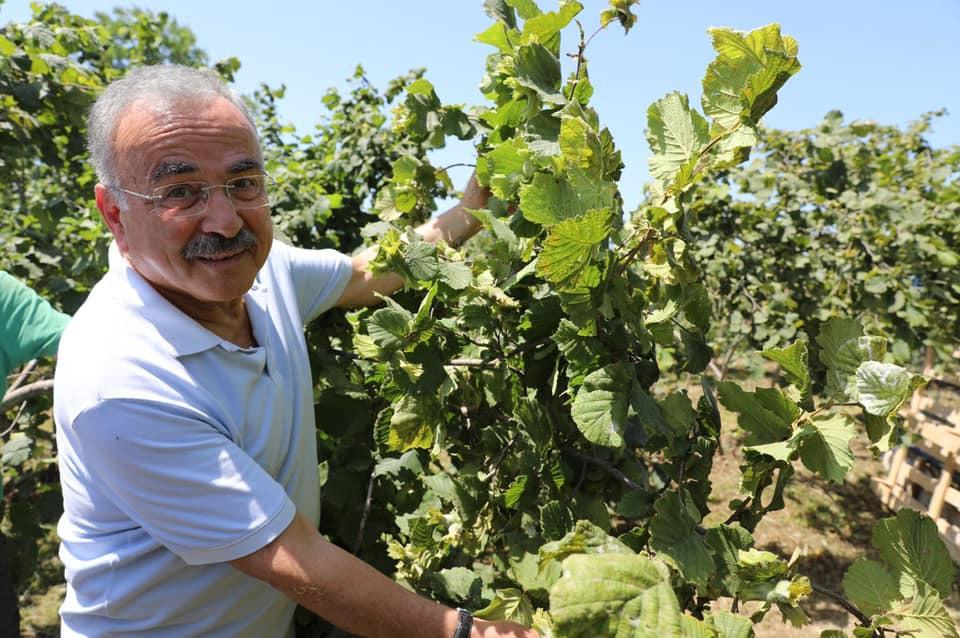 ORDU _FINDIK DALDA AKLIN İŞÇİDE KALMASIN