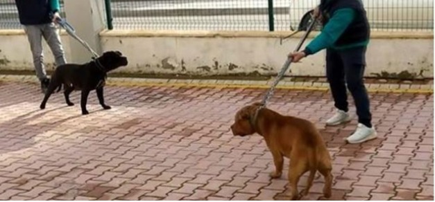 Pitbull saldırısında 3 şüpheli tutuklandı