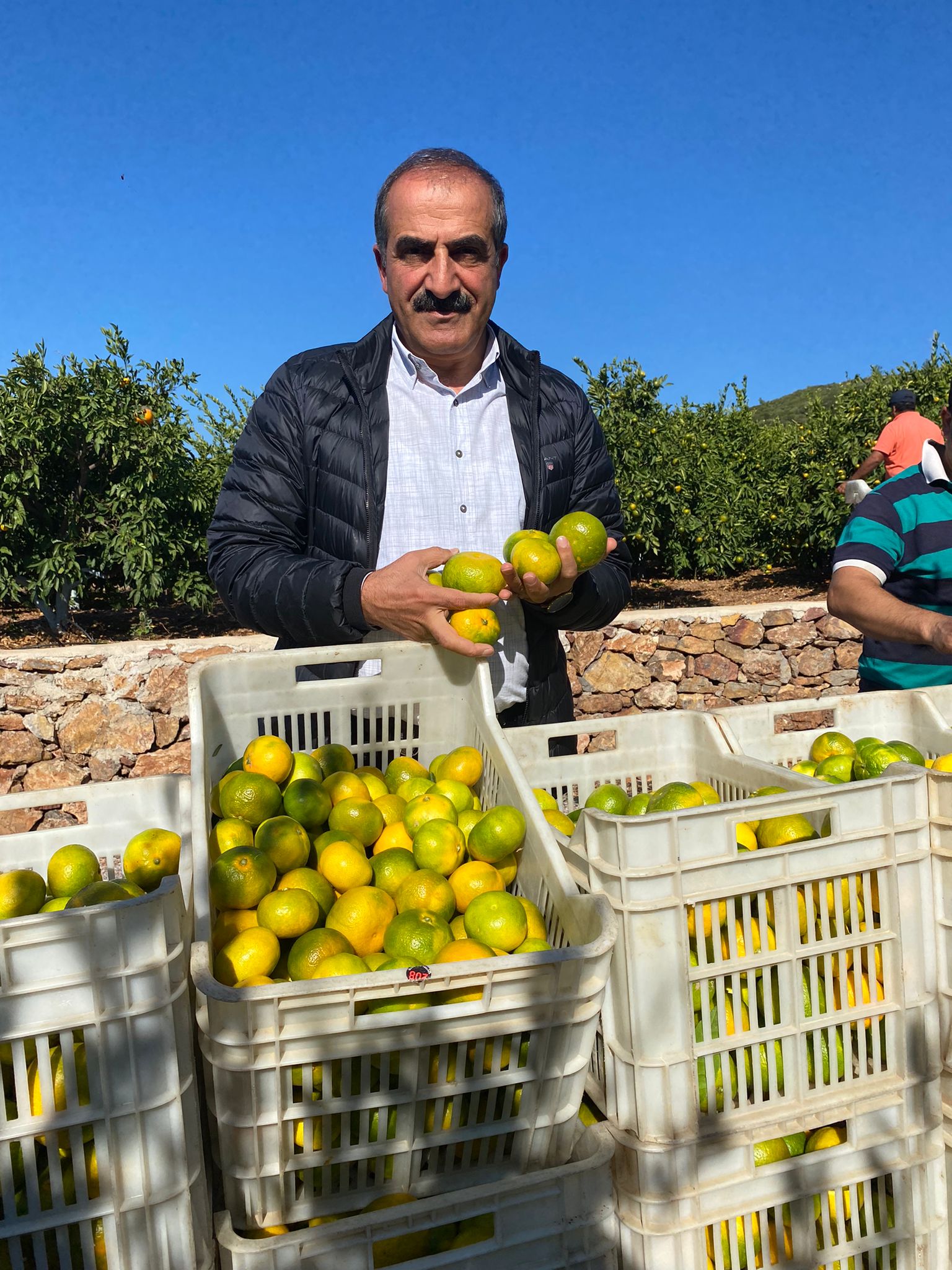 Satsuma mandalinanın ihracat yolculuğu 20 Ekim’de başlıyor         Mandalina ihracatında hedef 500 milyon dolar