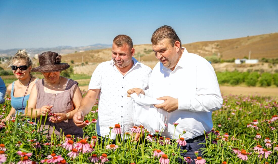 Lavanta ve ekinezya hasadı