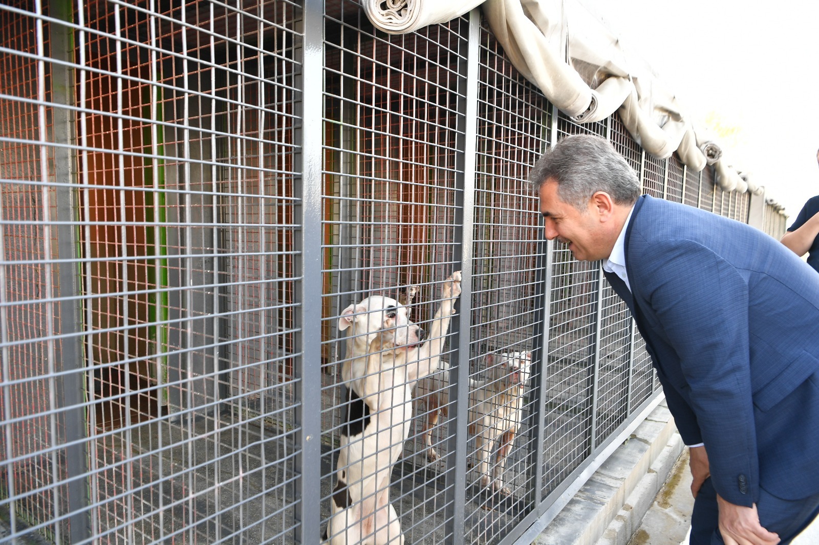 Şehirde Sahipsiz Sokak Köpeği Olmaz