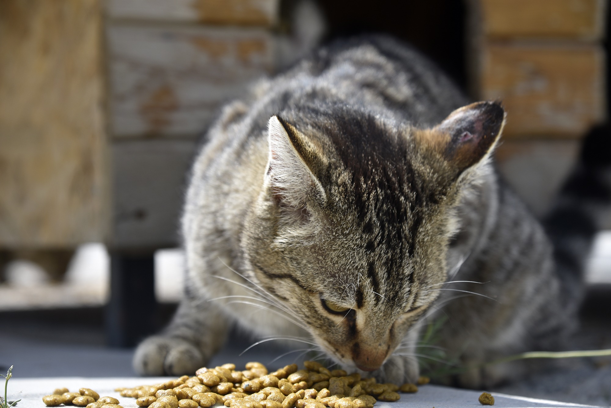 SELÇUKLU BELEDİYESİ TAM KAPANMA DÖNEMİNDE DE SOKAK HAYVANLARINI UNUTMADI