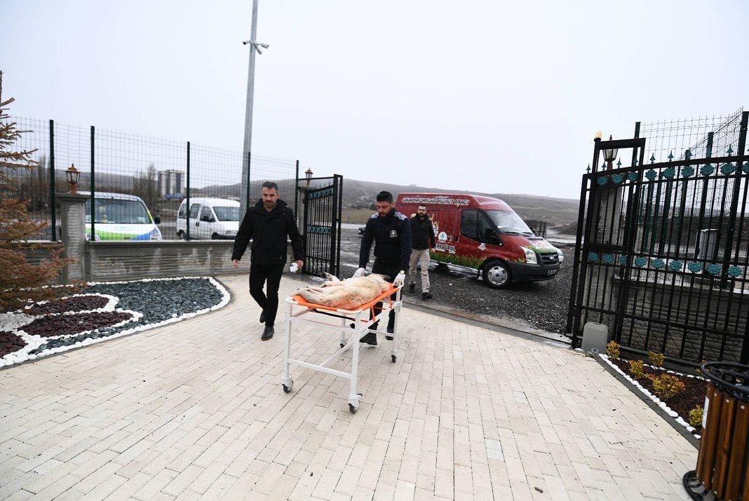 Sokak Hayvanları Emin Ellerde...