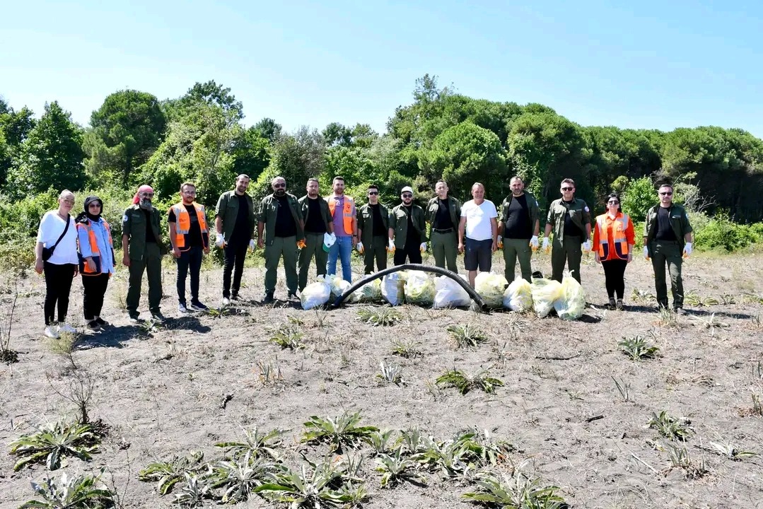 Terme Belediyesi Kum Zambağına Sahip Çıkiyor