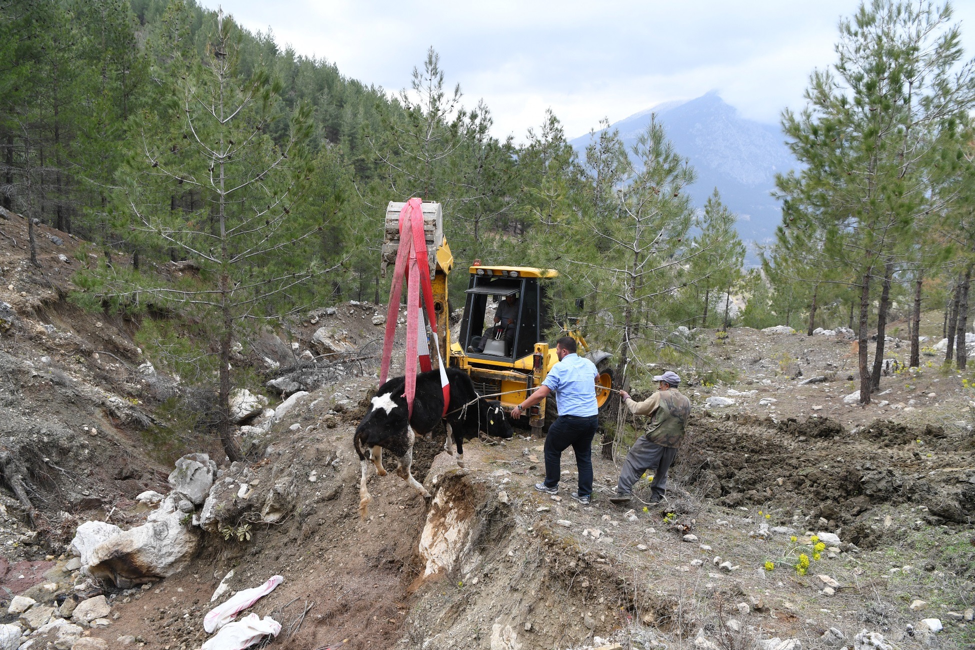 Uçuruma yuvarlanan inek, 2 gün sonra kepçeyle kurtarıldı