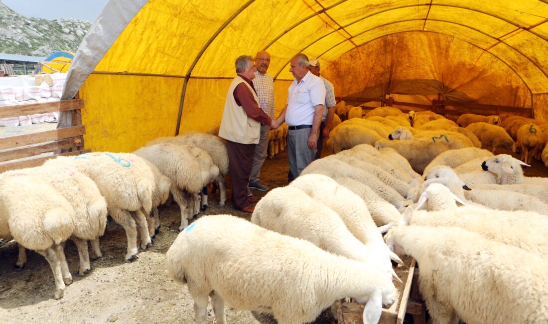 Yenimahalle Belediyesi’nin Yakacık Kurban