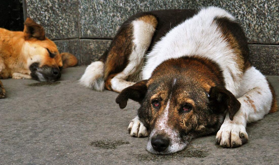 Türkiye'deki sokak köpeği nüfusu