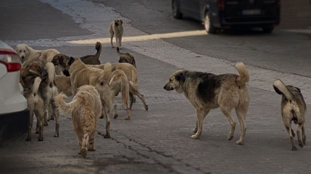 ankara sokak kopegi