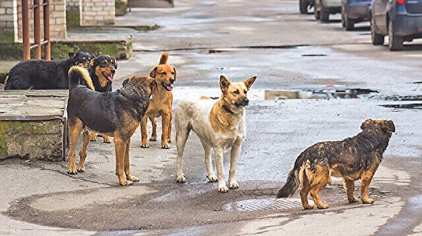Ankara’da köpek sorunu kökten çözülecek! 8 ayda tüm köpekler toplanacak