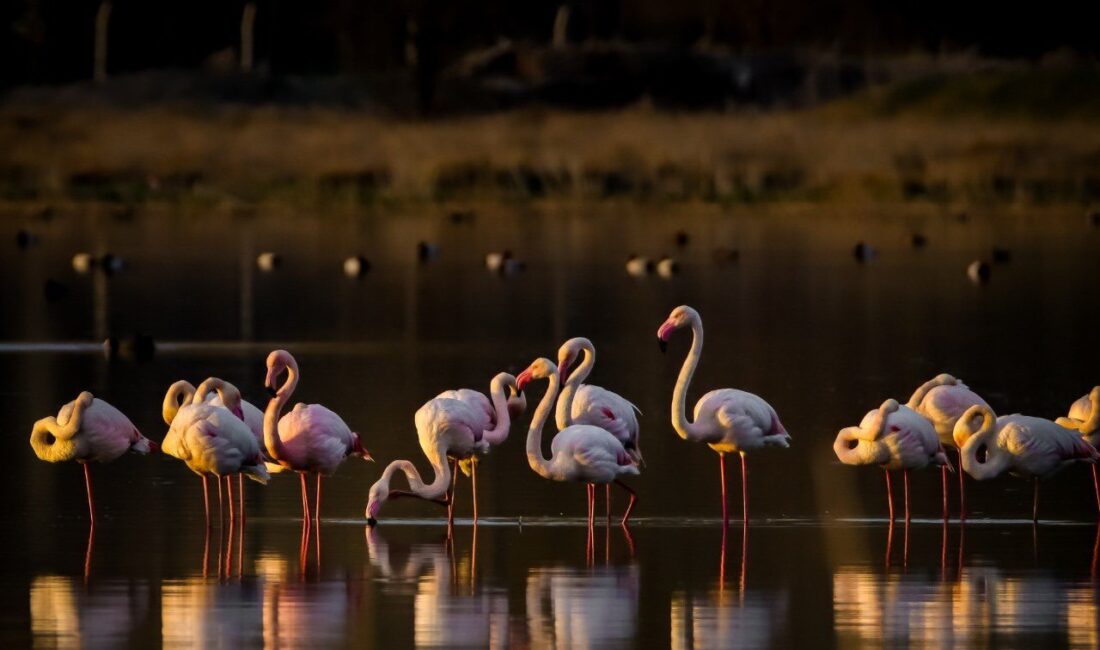 Niğde Akkaya Barajı’nda Flamingoları
