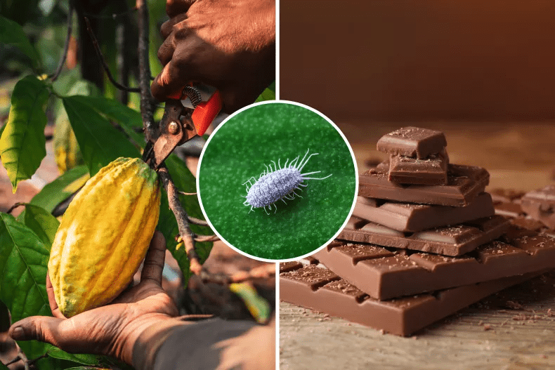 Çikolata Severleri Endişelendiren Gelişme: Kakao Üretimini Tehdit Eden Virüs