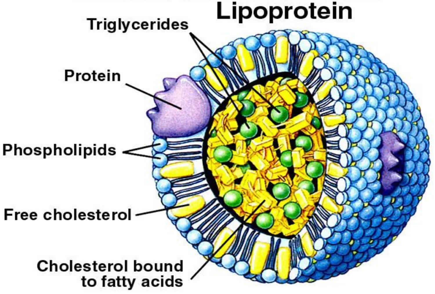Lipoprotein A Seviyelerinin Kalp Sağlığı Üzerindeki Etkisi