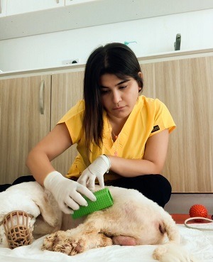Veterinerler Sağlık Turizmine Yöneldi: Estetik Cerrahiden, Köpekler için Tedavi