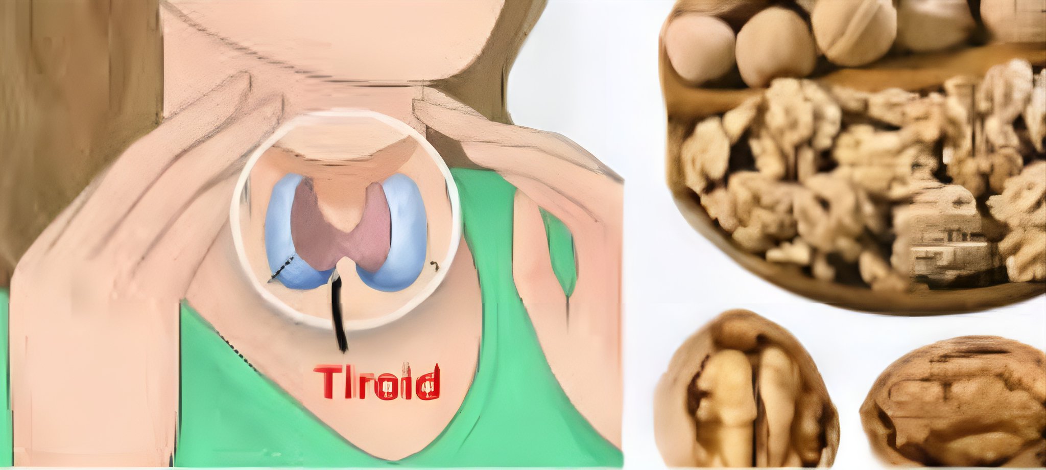 Doğal Çözüm: Ceviz İç Perdesi Tiroid İlacı Olabilir