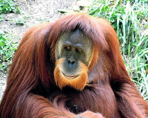İlginç Keşif: Orangutan Kendisini Bitkiyle Tedavi Etti!