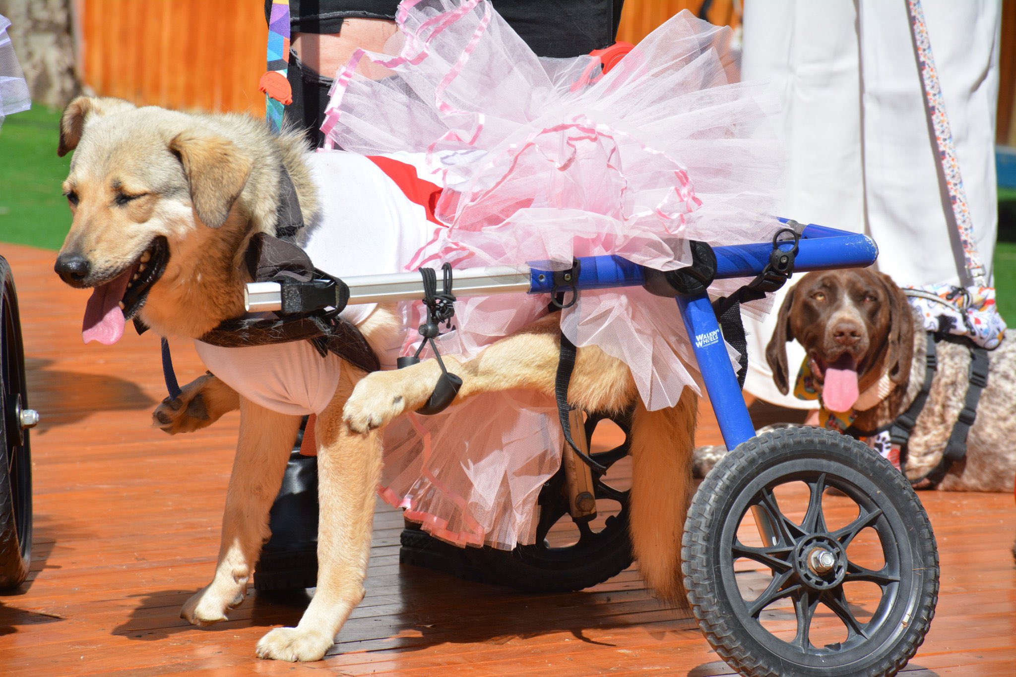 Ankara’da Engelli Hayvanlar İçin Özel Defile: Bağışlar Tedaviye Destek Olacak