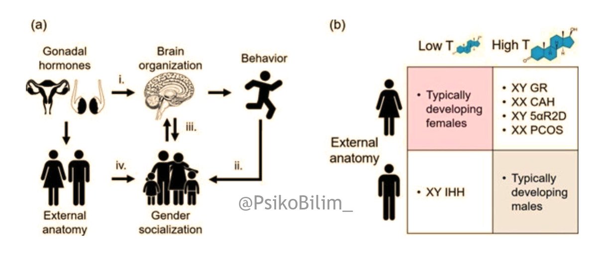 Yeni Araştırmalar, Cinsel Yönelimde Hormonal Değişimlerin Etkisini Gösteriyor