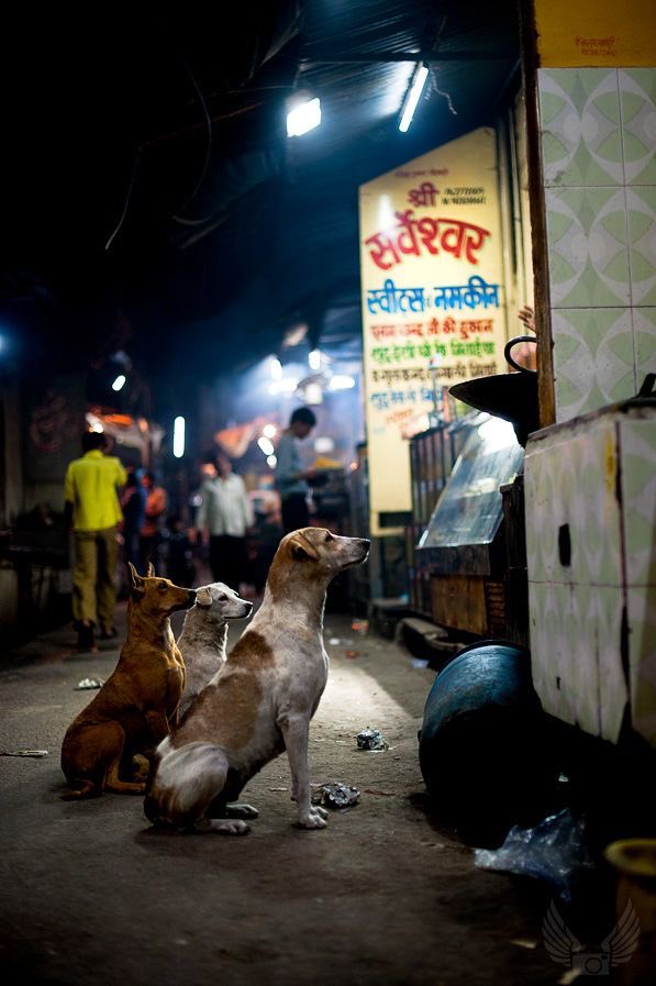 Avrupa'da Sahipsiz Sokak Köpeklerine Yönelik Uygulamalar