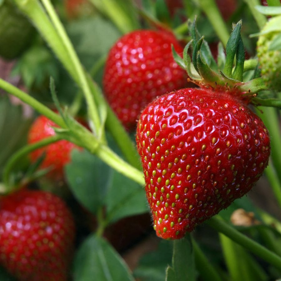 İzmit Belediyesi'nin Kız Öğrencilere Bağışlayacağı Çilekler Çalındı