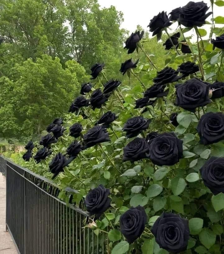 Karagül: Anadolu’nun Renkli Güzelliği