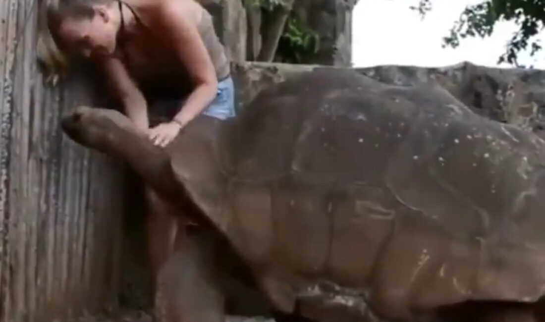 Dünyanın en büyük kaplumbağası