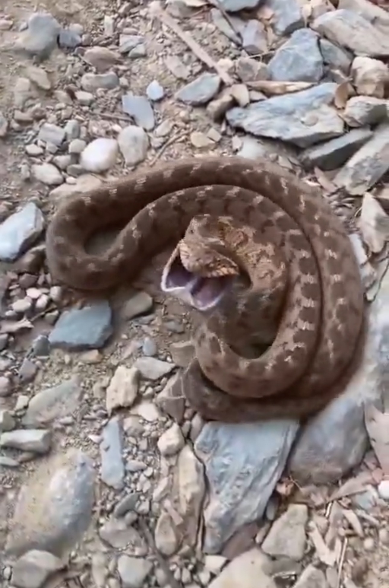 Hakkari Şemdinli’de Türkiye’nin En Zehirli Engerek Yılanı Görüldü