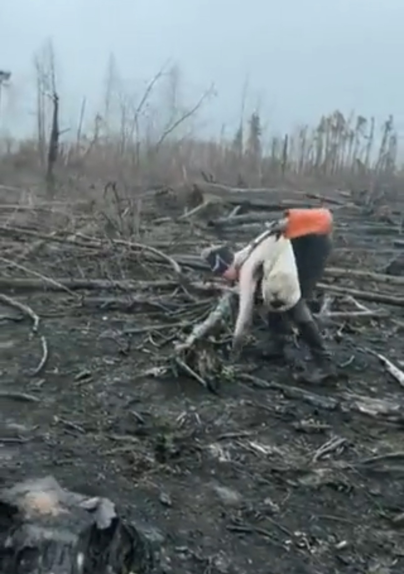 Kanada’nın Yangınlarından Sonra Günde 4.545 Ağaç Dikerek Geleceği Kurtarıyor