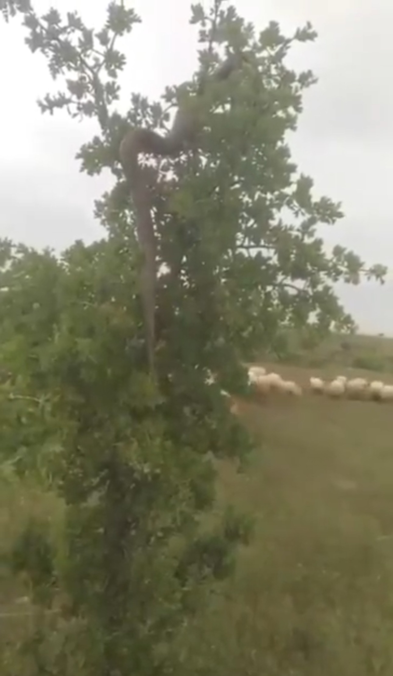 Elazığ’da Dev Boyutlu Yılan Görüldü: Vatandaşlar Tedirgin