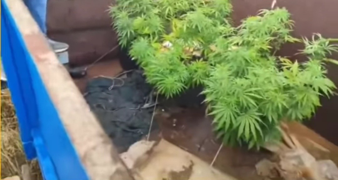 Traktör Romörkunda Uyuşturucu Yetiştirenlere Operasyon!