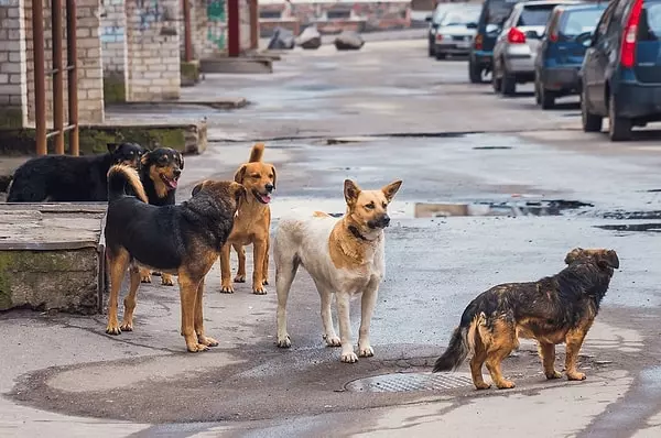 Türkiye'de sokak köpekleriyle ilgili