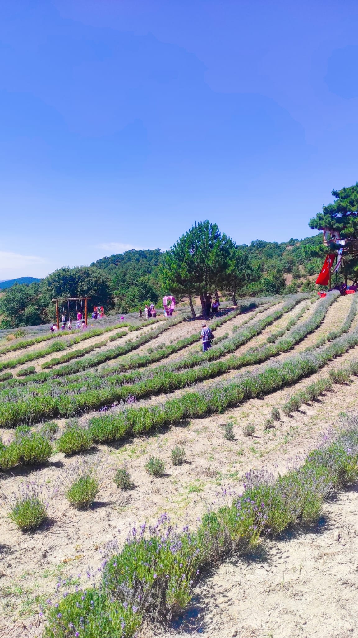 🪻 NALLIHAN LAVANTA HASAT ŞENLİĞİ YAPILDI