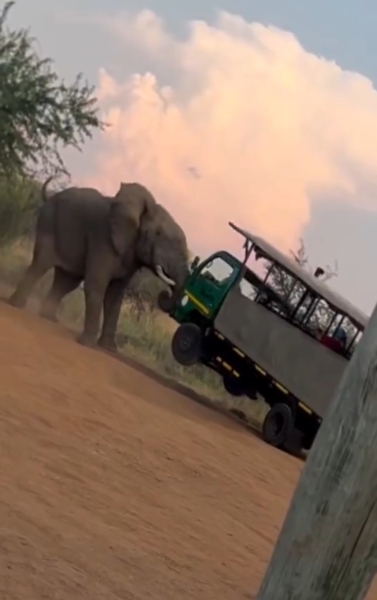 Safari Şoförünün Fillerle Tehlikeli Karşılaşması