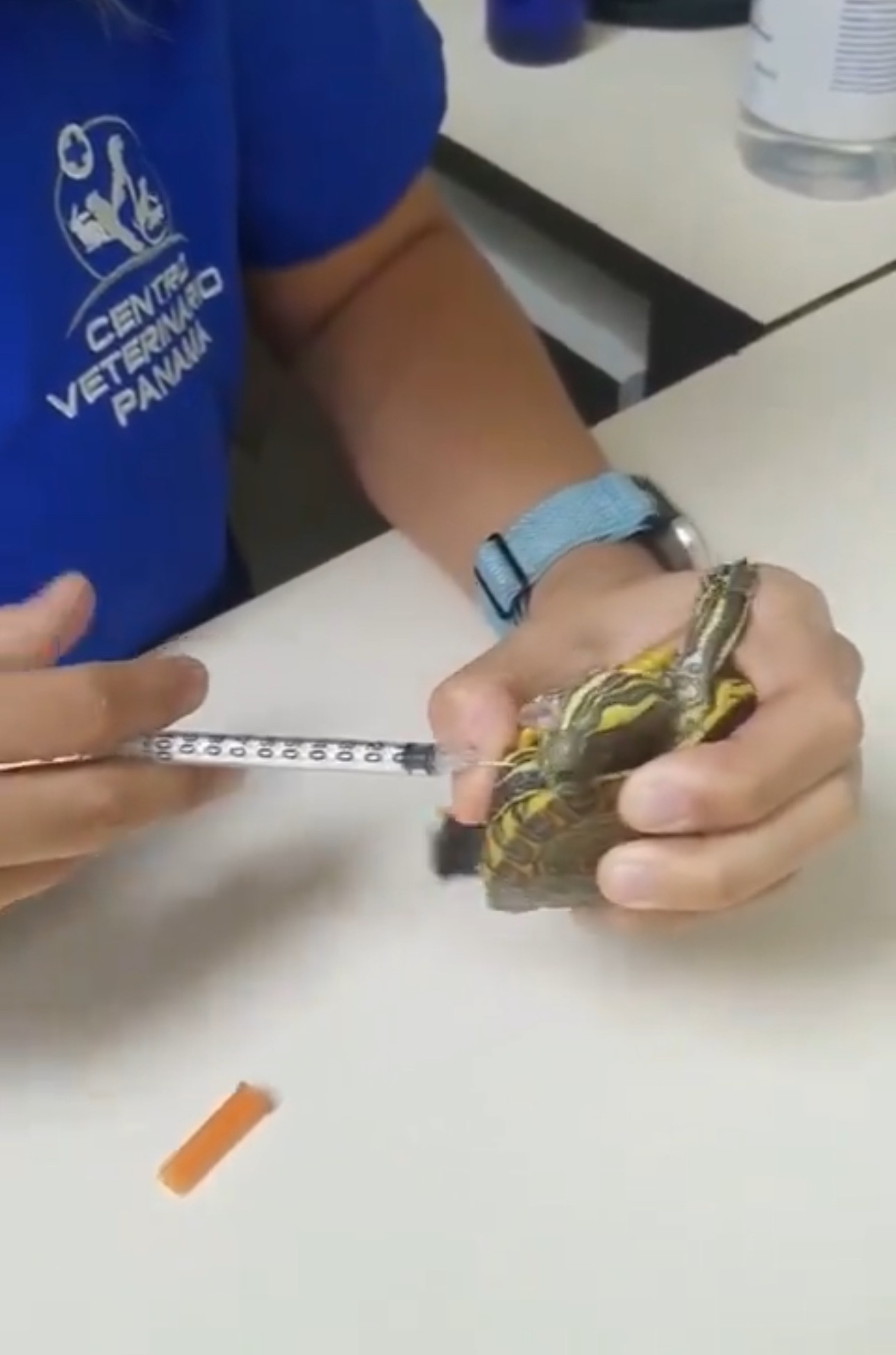 İğne Vurulurken Canı Acıyan Kaplumbağa Koşarak Sahibine Sığındı