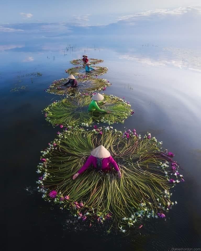 Lotus Çiçeği Hasadı: Vietnam’da Büyüleyici Bir Manzara