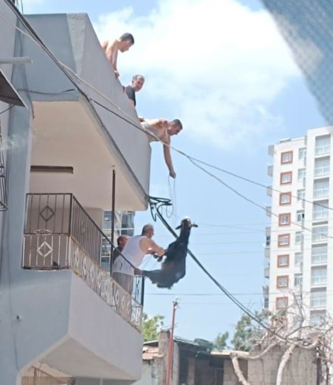 "Kurbanlık Keçi Elektrik Tellerine Takılarak Kurtuldu"