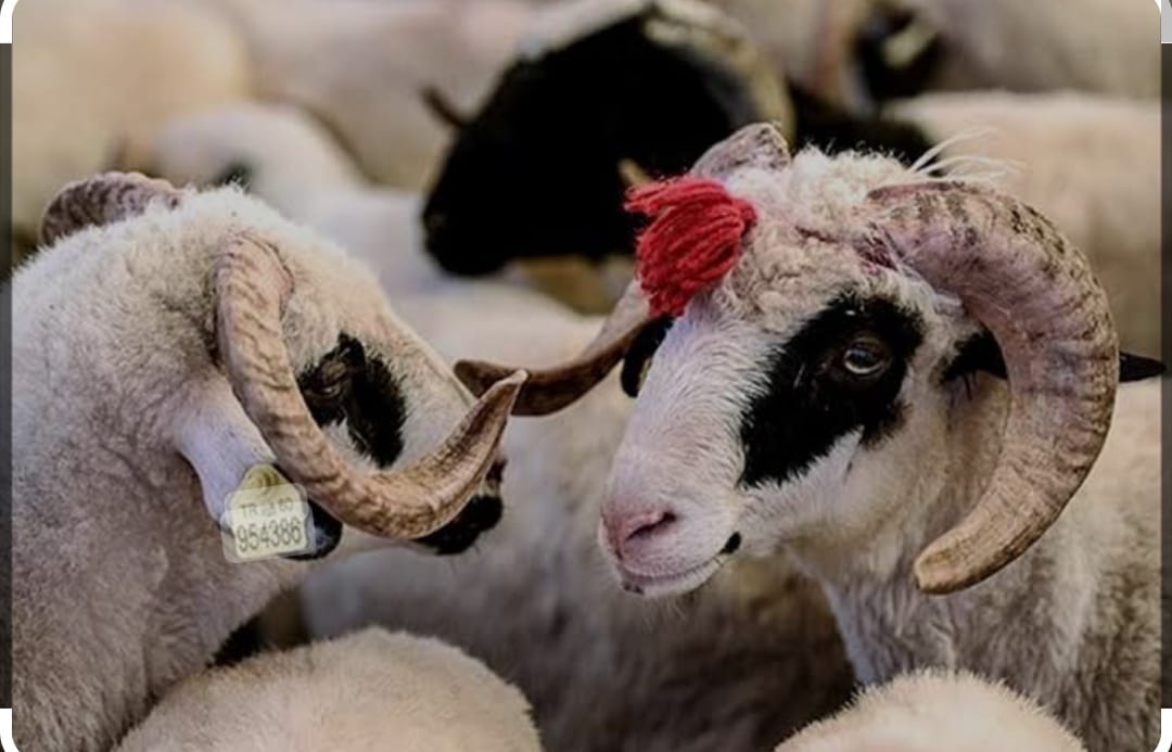KURBAN BAYRAMI NE ZAMAN BAŞLIYOR VE TATİLİ KAÇ GÜN