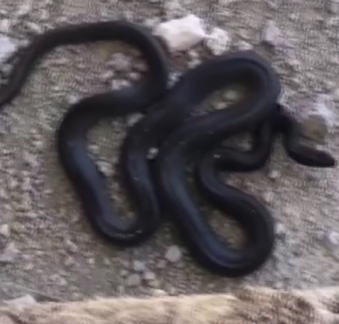 Dev Yılan Görenleri Hayrete Düşürdü