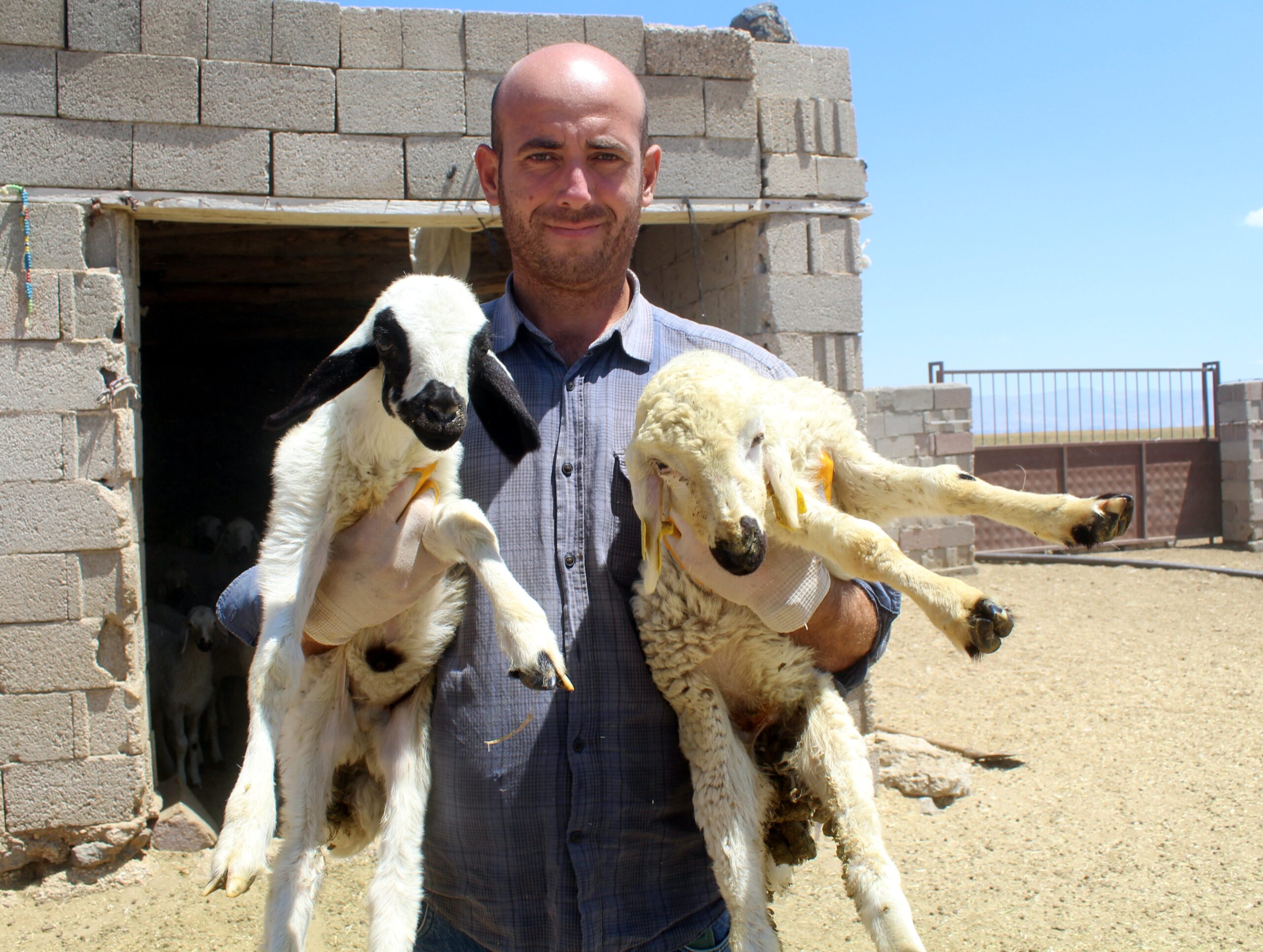 Bankacılığı Bırakan Kayserili Çiftçi, Hayvancılıkta Başarıya Ulaştı