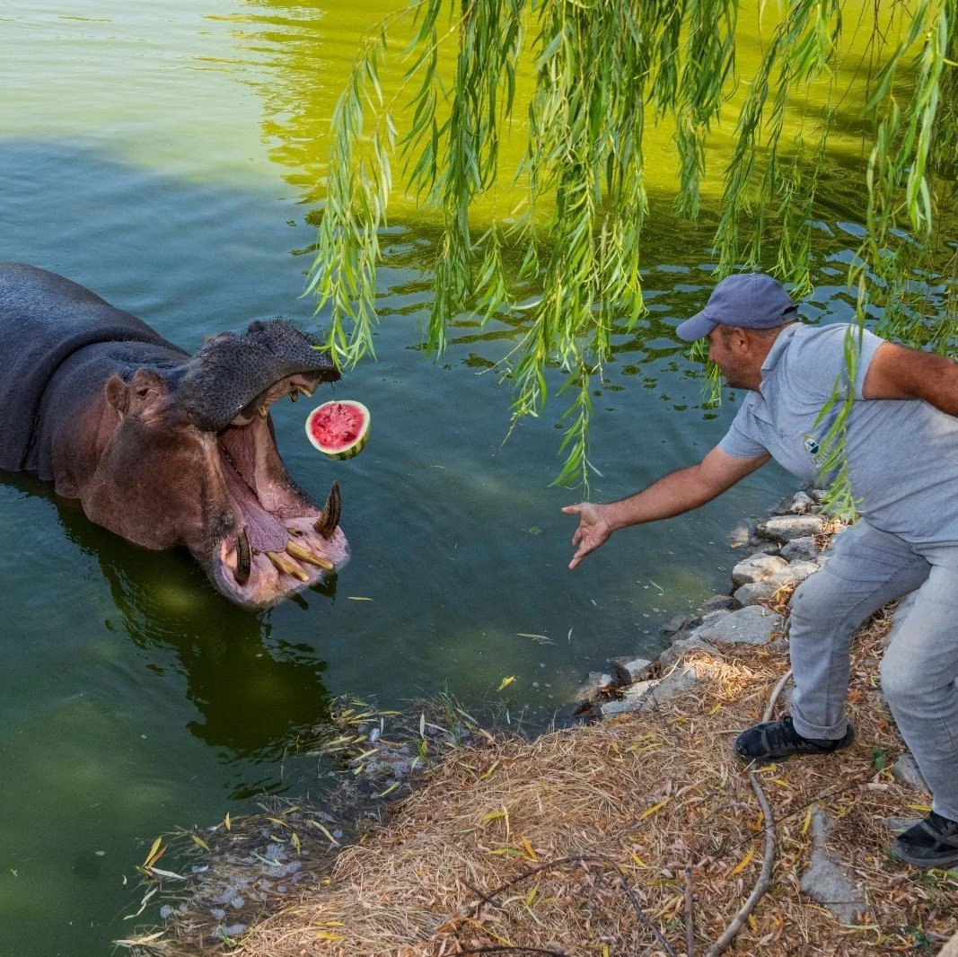 İzmirli Çiftçiden Doğal Yaşam Parkı'na 3 Ton Karpuz Bağışı