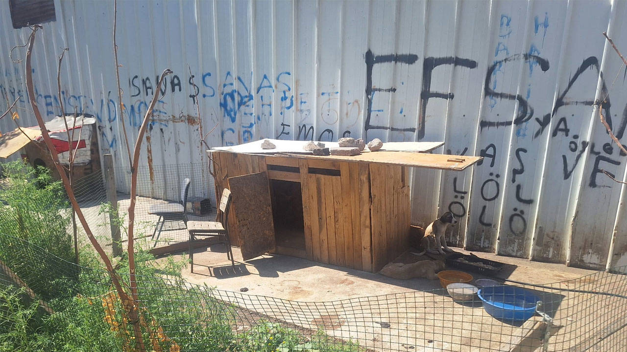 Ankara'da Vahşet: 5 Köpek Zehirlenerek Öldürüldü