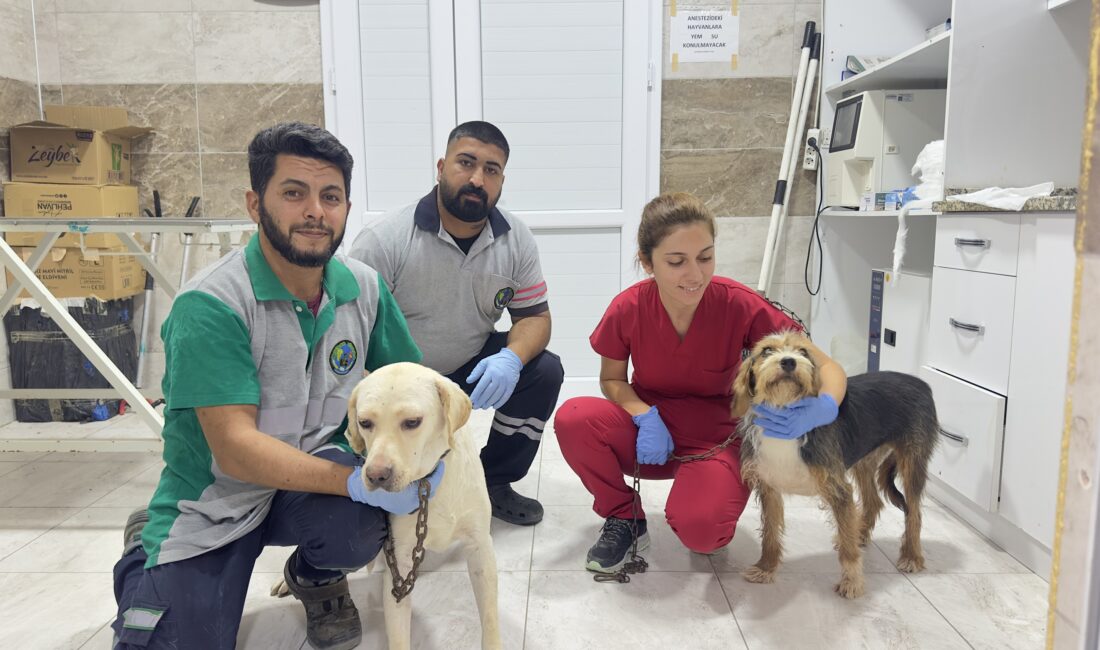 Yangından kurtarılan köpekler, Menemen