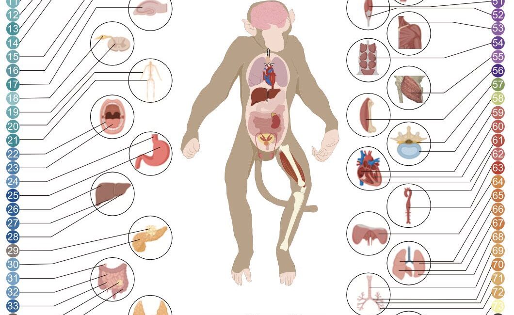 40 ay boyunca metformin