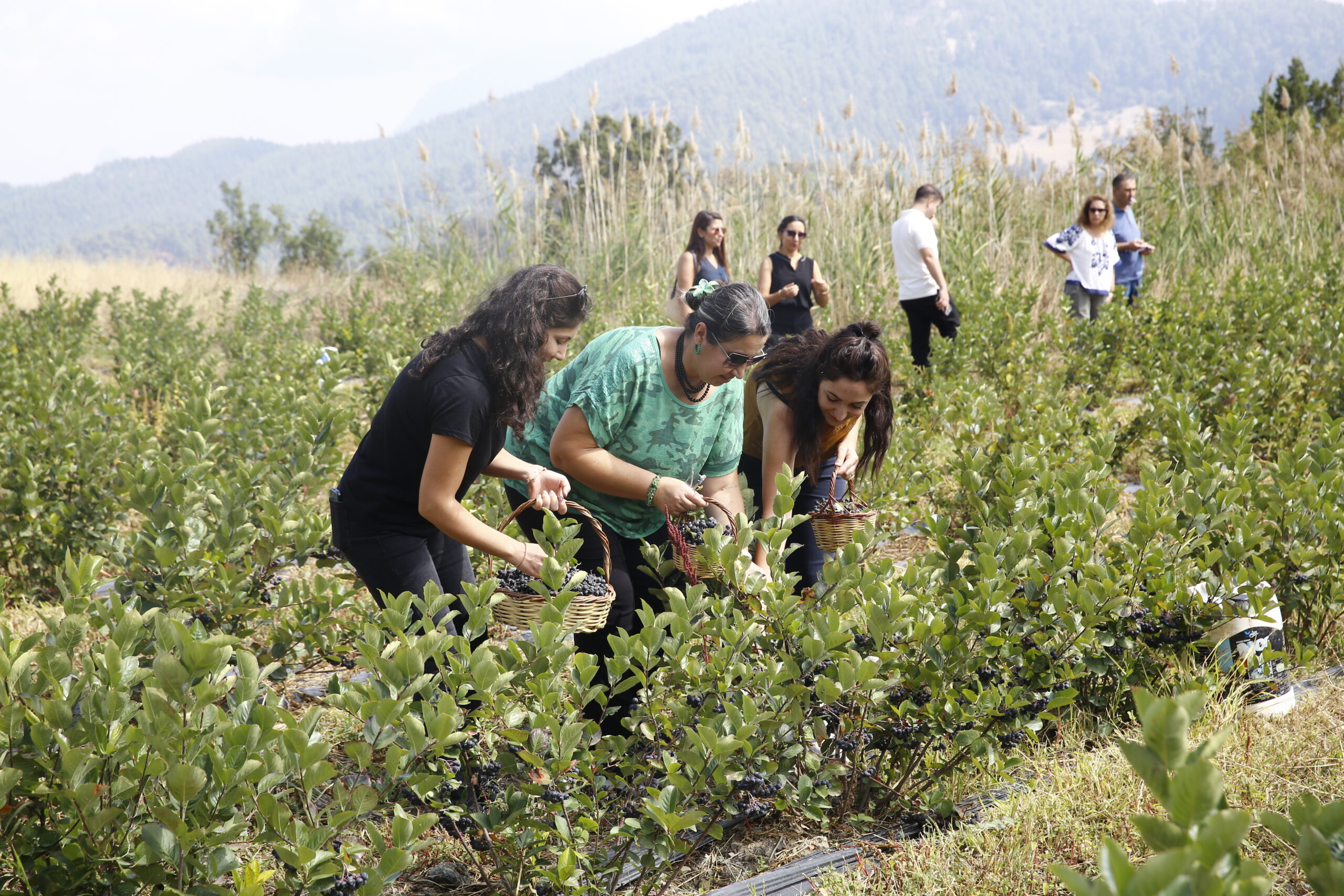 Antalyada Aronya Hasadi Basladi 34 scaled