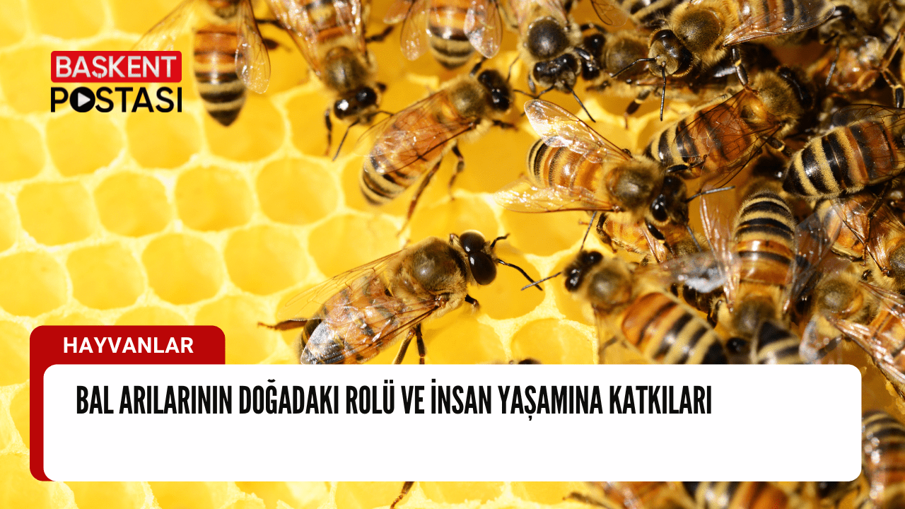 Bal Arılarının Doğadaki Rolü ve İnsan Yaşamına Katkıları