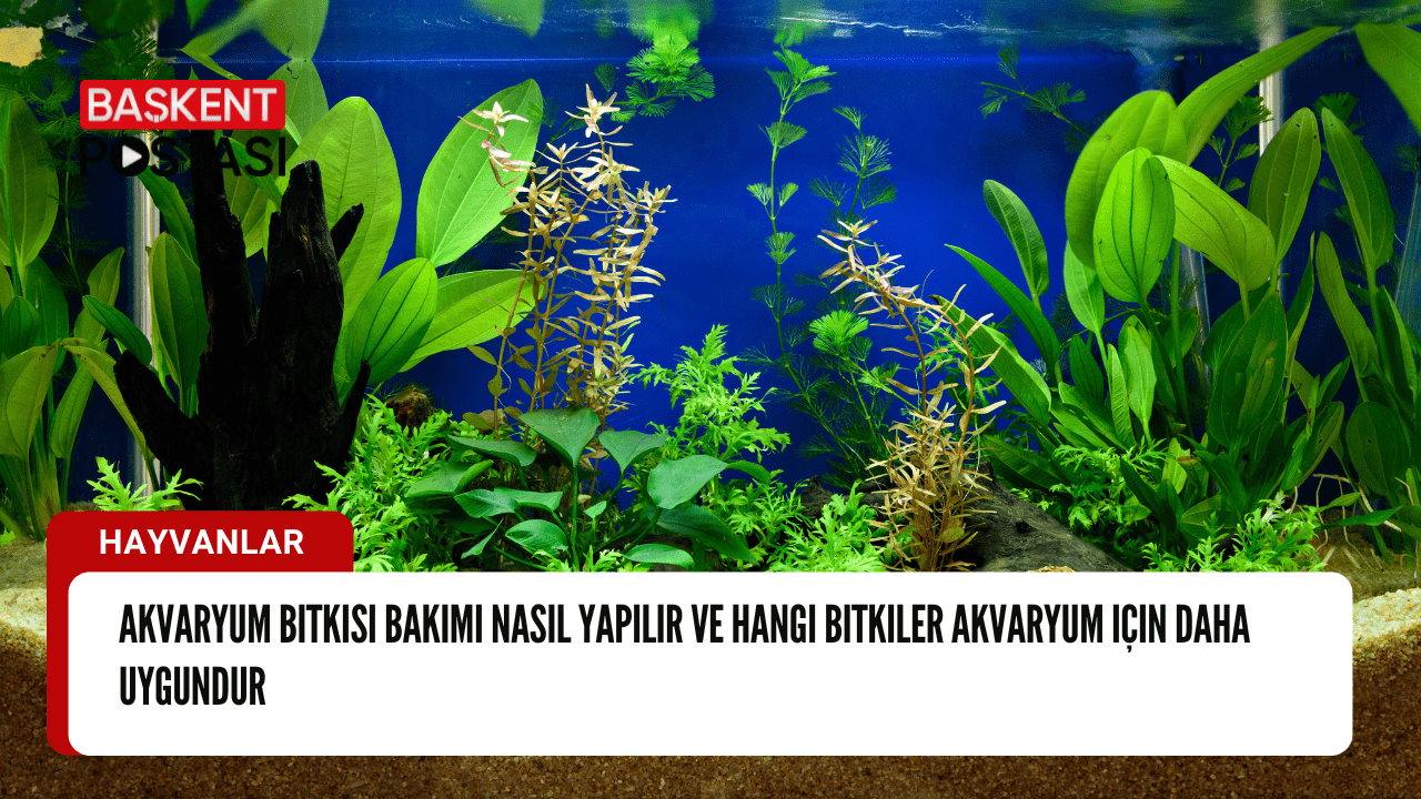 Akvaryum Bitkisi Bakımı ve Uygun Bitki Seçimi