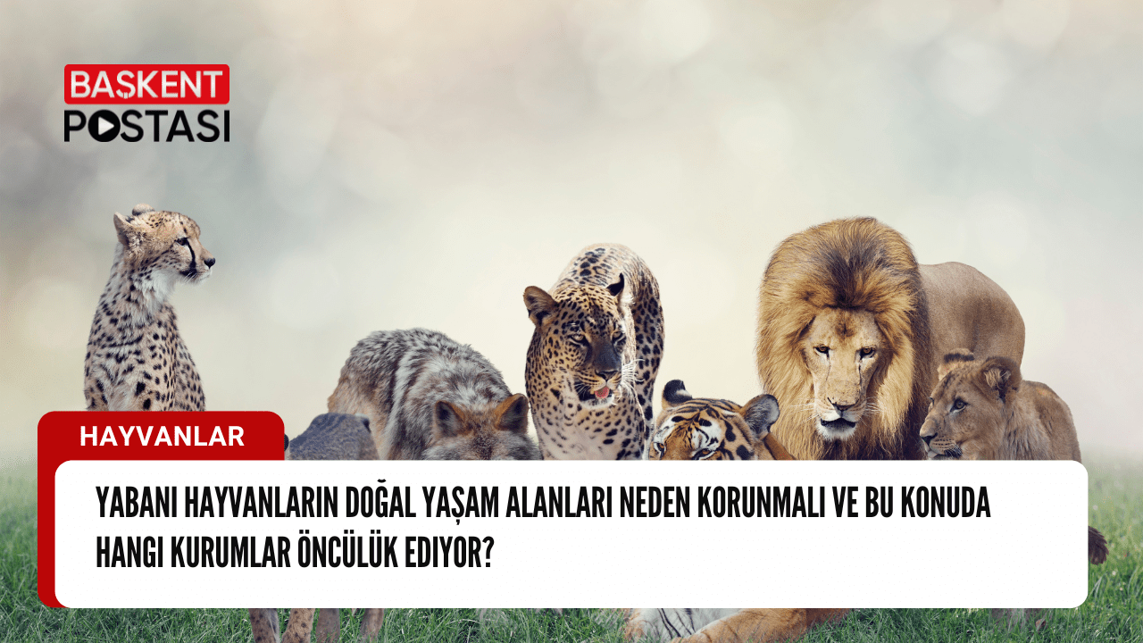 Yabani Hayvanların Doğal Yaşam Alanları Neden Korunmalı ve Bu Konuda Hangi Kurumlar Öncülük Ediyor?