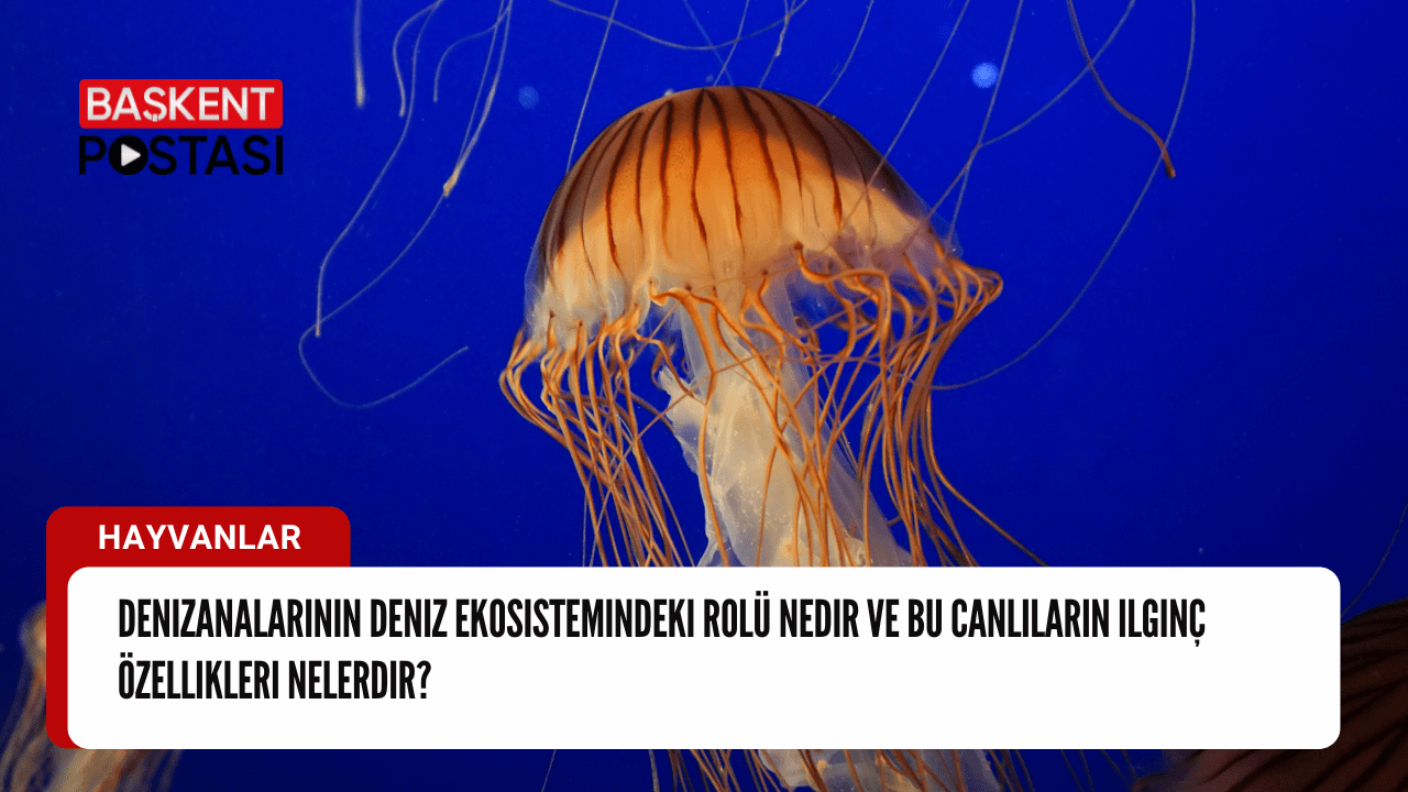 Denizanalarının Deniz Ekosistemindeki Rolü ve İlginç Özellikleri