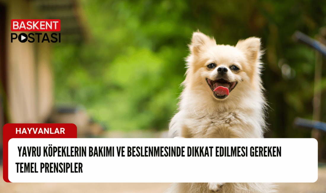 Yavru köpekler, evin neşesi