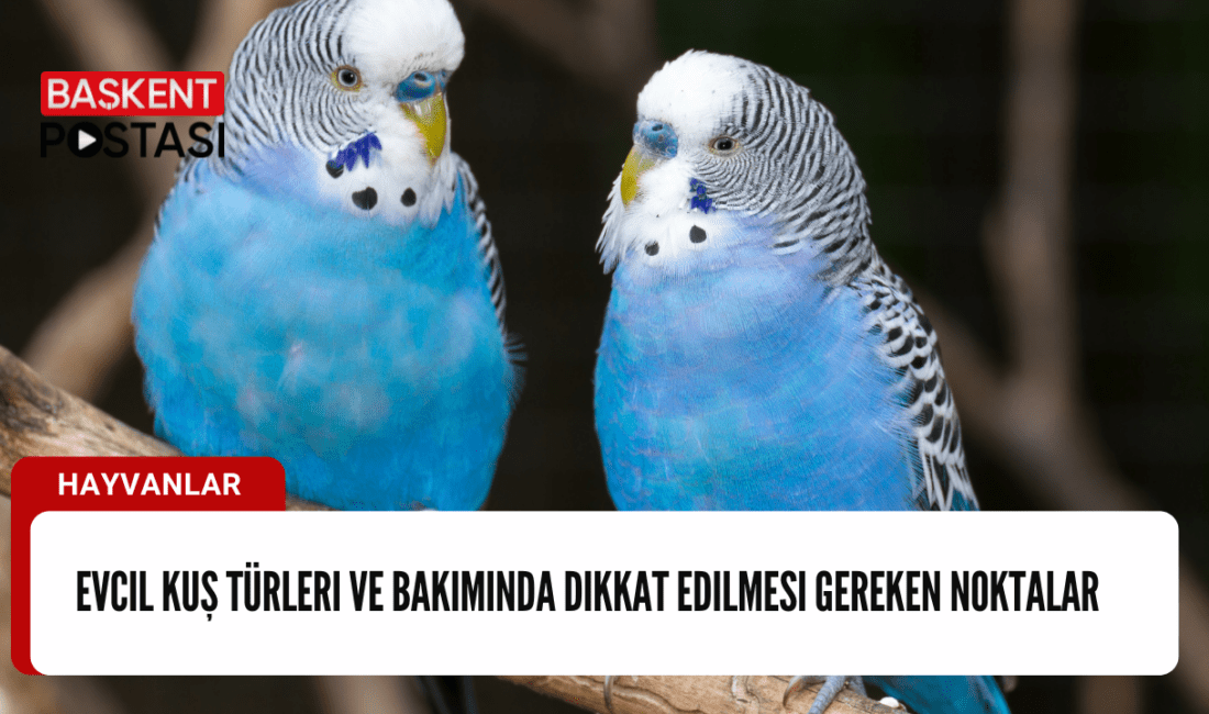 Evcil kuşlar, renkli tüyleri,